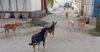 Rising population of stray dogs in Panipat