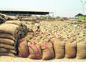 In Sangrur, straw in grain sacks; inquiry ordered