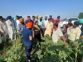 Crops on 2K acres damaged in Dera Bassi