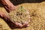 Agri Dept takes paddy seed samples to ensure good quality