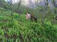 Police destroys 12k illegally grown poppy plants in Kullu