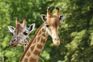 Visakhapatnam zoo gets two giraffes from Alipore Zoo in Kolkata