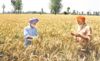 Temperature dip likely to delay  arrival of crop