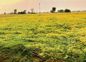 5,700 Rewari farmers claim relief for loss suffered during hailstorm