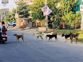 Stray animals creating nuisance in Rohtak