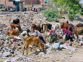 Sirsa residents protest poor sanitation, don’t want waste dumped in their area