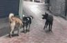 Terrorised by stray dogs, Kullu residents want civic body to act
