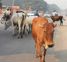 Stray animals pose threat to commuters