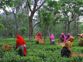 Plucking of Kangra tea leaves in full swing