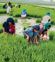 Adopt water-efficient paddy this season: Experts PAU experts
