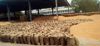 Faridabad, Palwal mandis  hit by slow lifting of wheat