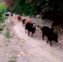 No end to stray cattle menace in Kullu