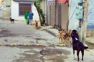 Include stray dog issue in poll manifesto: Residents to candidates