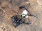 1.7 kg heroin, damaged drone seized on border