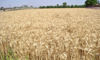 Procurement on, but wheat arrival yet to start in Panipat, Sonepat
