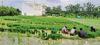 Healthy paddy nursery first step towards high yield: PAU