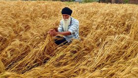 Amritsar: Wheat crop with more moisture content hindering procurement