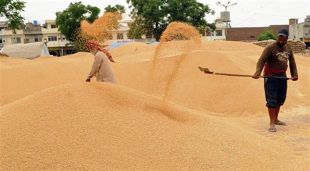 Ensure timely lifting of procured wheat: Official