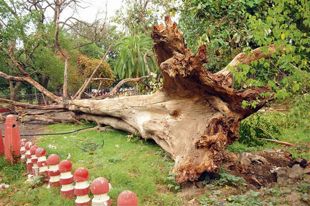 Weak at roots, century-old tree falls at historic Company Bagh in Amritsar