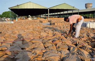 2.56 lakh MT wheat reaches Amritsar district markets