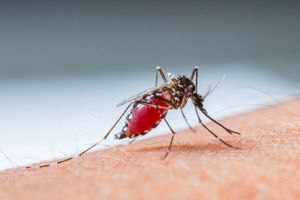 How climate change impacts transmission of malaria