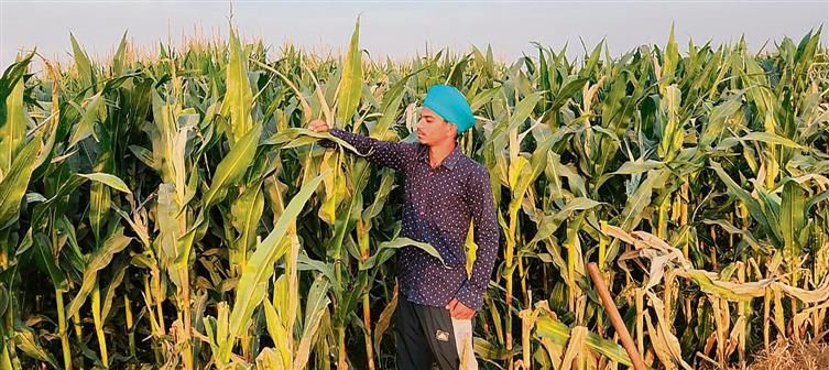 Jalandhar: Hit by floods last year, farmers now go in for spring maize