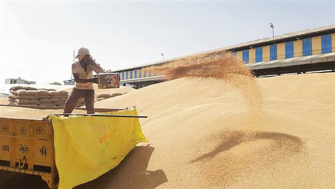 Only 52% of procured wheat lifted from Jhajjar mandis
