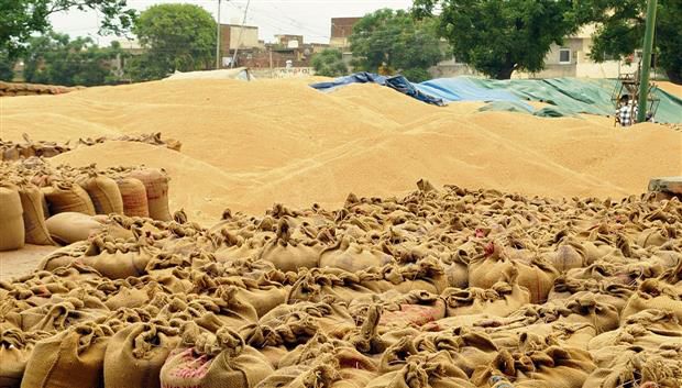 5.73 lakh MT wheat reaches Amritsar grain markets for procurement