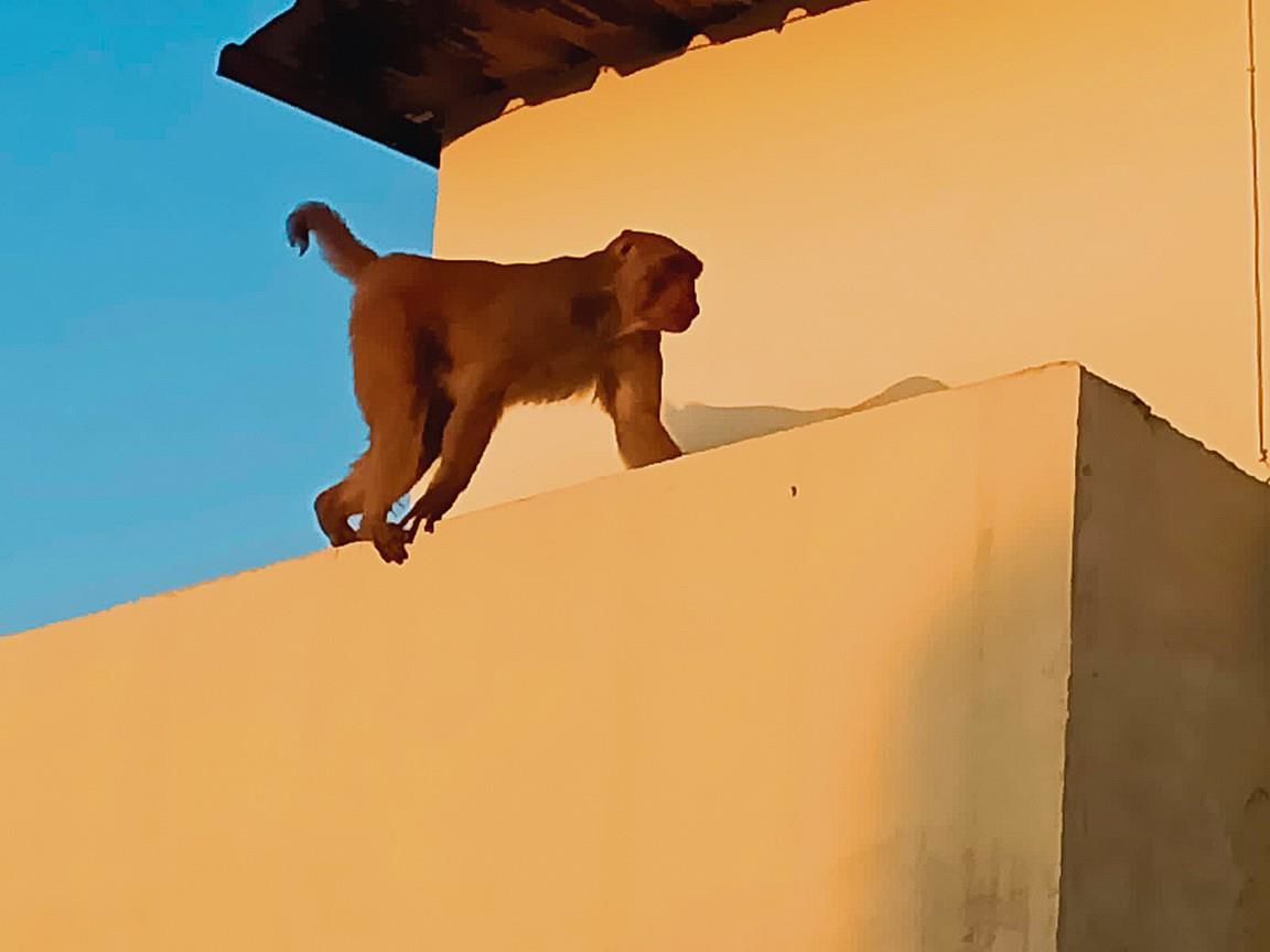 Monkey menace persists in Karnal city