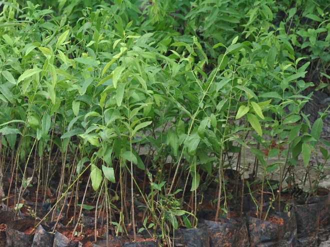 EcoSikh to plant 25,000 trees of 36 species in holy city Amritsar