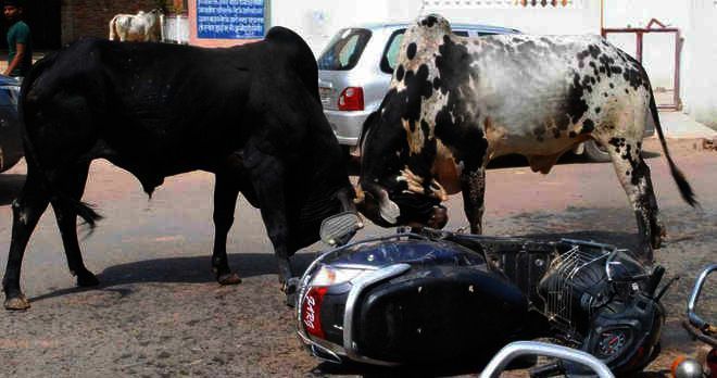 Attack by stray bull: Residents to meet civic body chief, Jalandhar DC