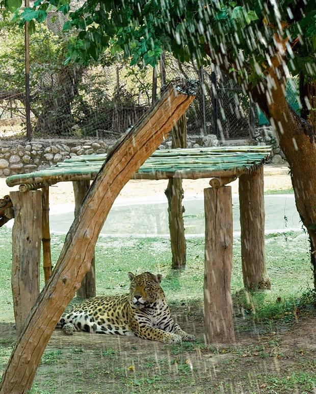 Sprinklers, coolers, ice to beat the heat at Chhatbir Zoo
