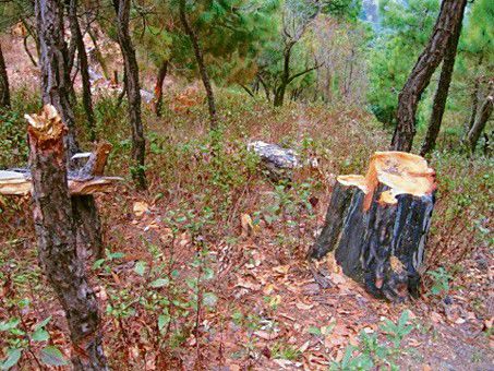 Felling of trees, reckless construction take away Palampur’s beauty
