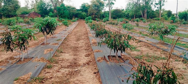 Nurpur: Hybrid mango varieties bear fruit after 3 years