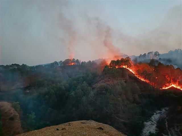 Kangra: Forest officials intensify fire line work to douse flames