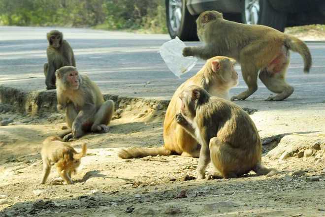 Agency hired to catch monkeys in Rohtak