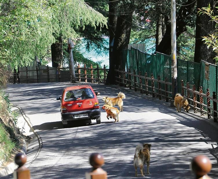 Shimla dog census from next month