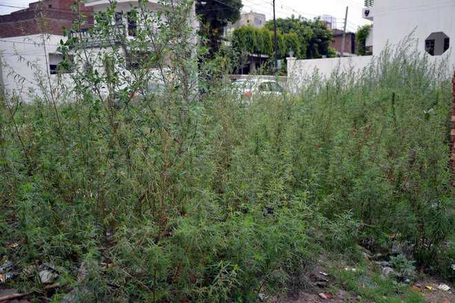 Chandigarh launches drive to root out cannabis