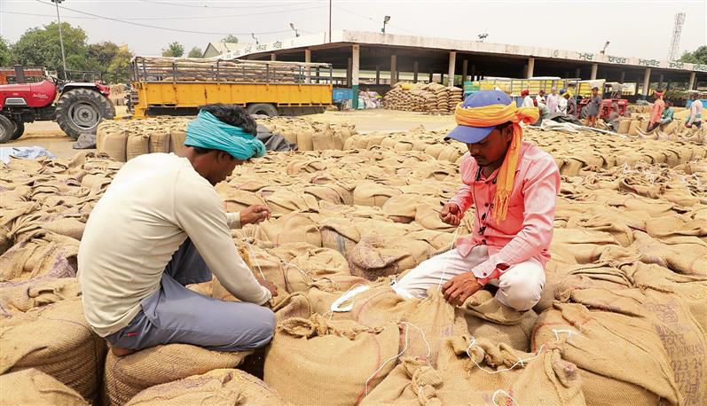 Punjab: 40% wheat yet to be lifted from mandis