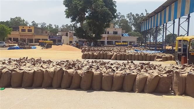 Around 80% wheat lifted from Yamunanagar grain markets