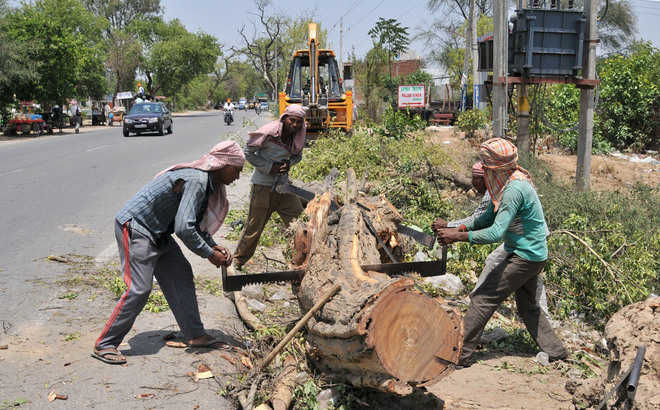 Over 50 lakh large farmland trees vanished between 2018 and 2022 in India: Study