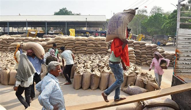 100 LMT wheat in Punjab grain markets so far; daily arrivals witness a decline