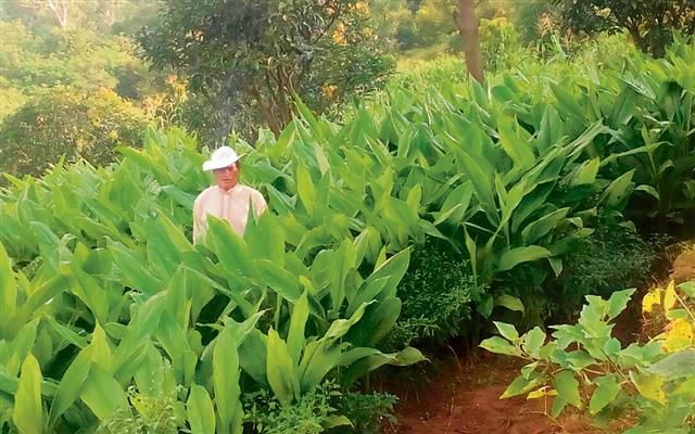 Dharamsala: ‘Turmeric man’ adds spice to agriculture