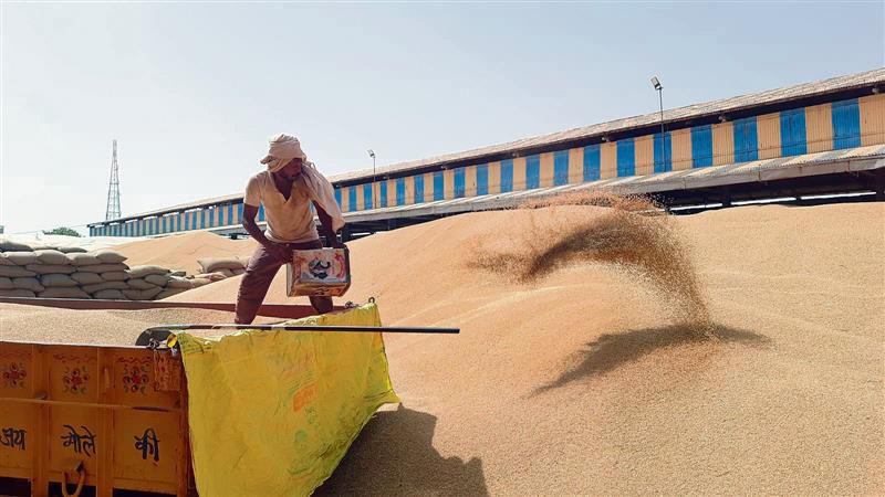 86% wheat lifted from Jhajjar mandis