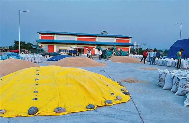 Nurpur: Wheat procurement delayed by 2 weeks, target lowered