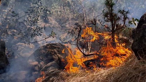 Fire engulfs several forest, urban areas in Jammu region