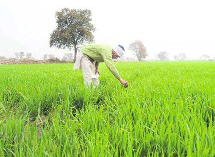 What farmers precisely need to raise their income