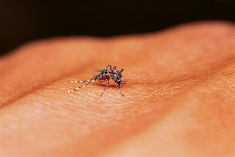 Tackling malaria