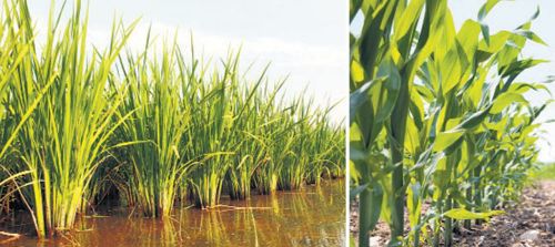 Wean farmers off water-guzzling paddy, spring maize