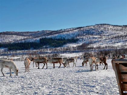 Travel: Among the Sami &  their reindeer